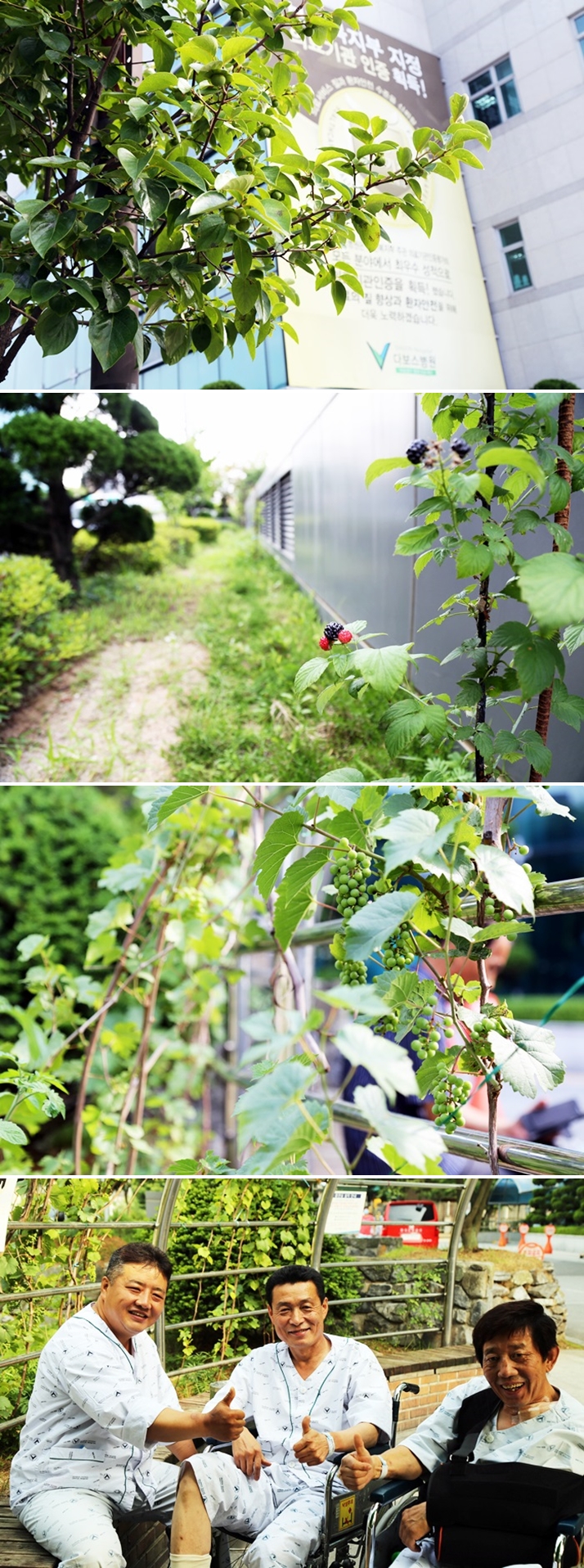 20150629_머루, 복분자, 감, 환자들.jpg