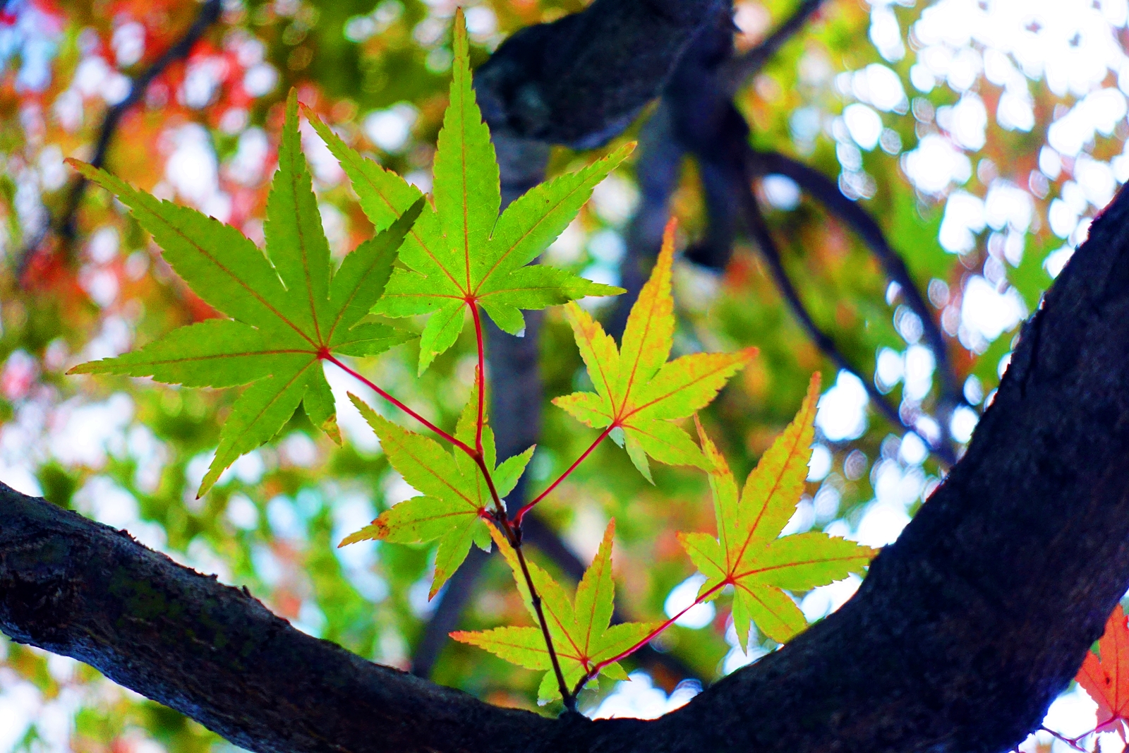 DSC09662_1600.JPG