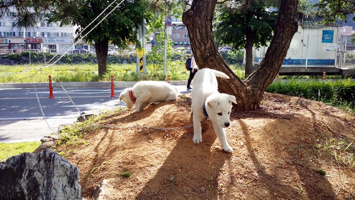 KakaoTalk_20160602_103654516.jpg