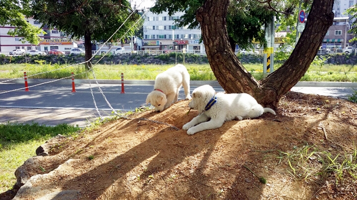 KakaoTalk_20160602_103655072.jpg