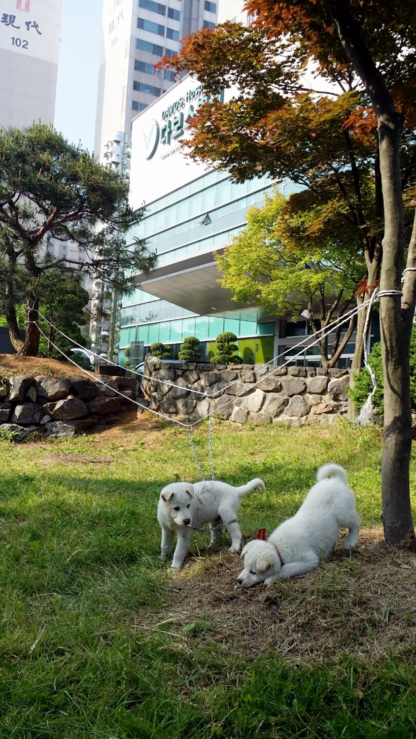 KakaoTalk_20160616_110209920.jpg